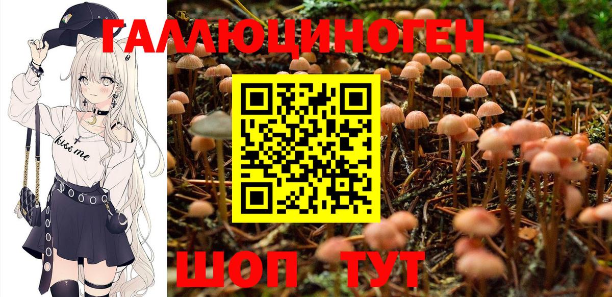 Галлюциногенные грибы Psilocybine cubensis Серпухов